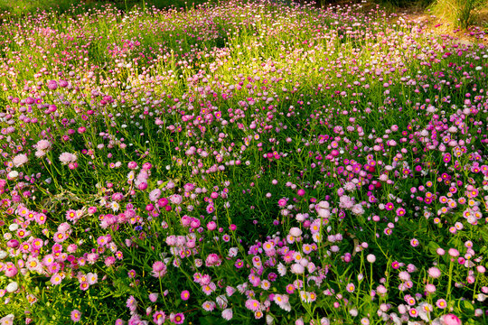 Everlasting spring wildflowers In Morning Light