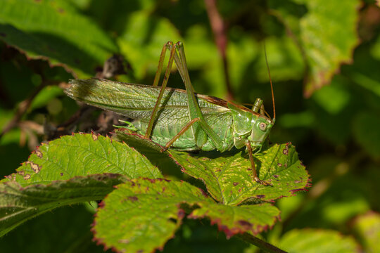 Large green bush cricket resting on a leaf
