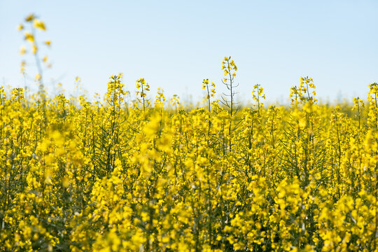 Flourishing canola crop field with clear blue sky copy space