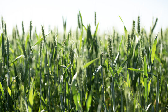 Backlit green wheat field with morning dew drops