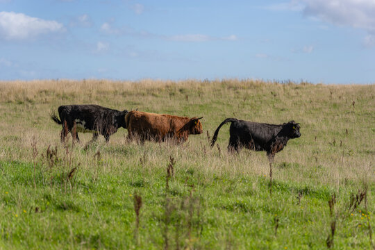 Galloway cattle grazing on a green pasture under a blue sky