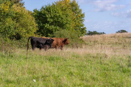 Galloway cattle grazing on a green pasture under a blue sky