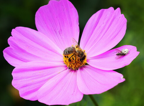 cosmos flower habitat