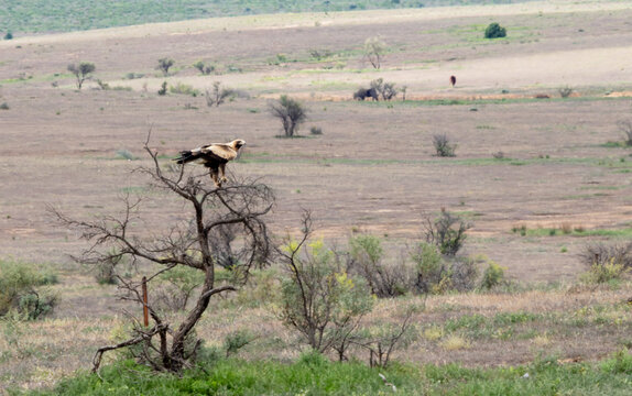 wedge tailed eagle perched in dead tree