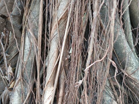 Close-up texture of banyan tree aerial roots hanging down