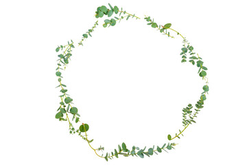 Circular arrangement of green eucalyptus leaves on a white background © fotofabrika