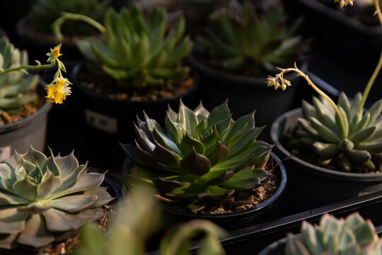 Rows of small potted succulents sit neatly arranged in warm afternoon light