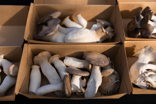 Cardboard boxes filled with fresh king oyster mushrooms