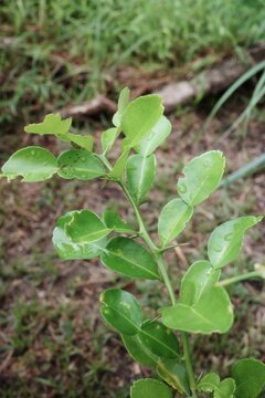 The kaffir lime tree