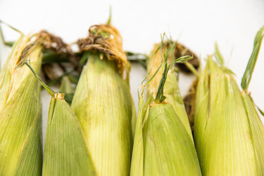 Fresh ears of corn still in their husks arranged side by side on a light surface