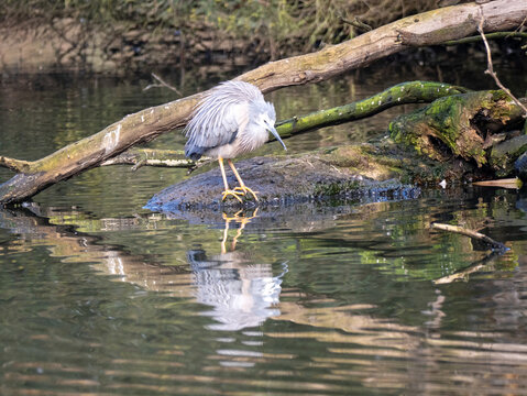 heron perched on rock by water