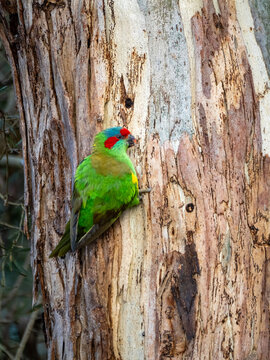 lorikeet climbing on tree trunk