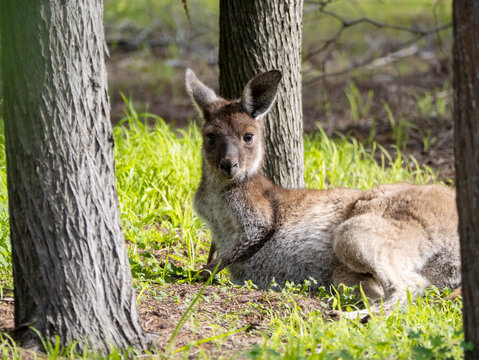 kangaroo laying at base of trees