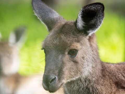 close up of kangaroo face