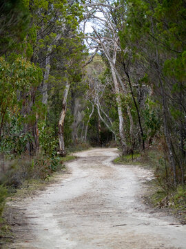 dirt road winding through bushland