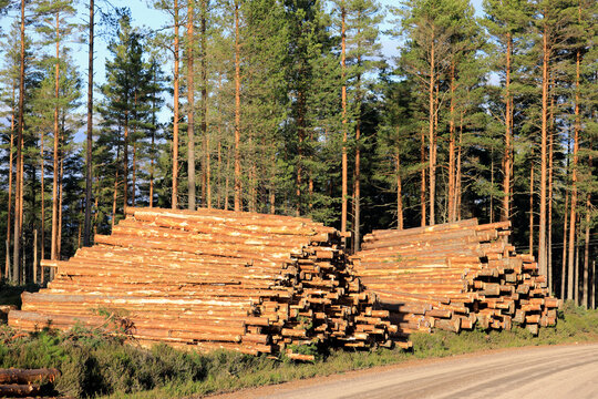 Logging road through the pine forest with two stacks of logs. 