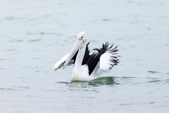 Australian pelican float calmly on still coastal water