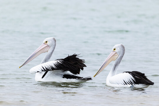 Australian pelicans float calmly on still coastal water