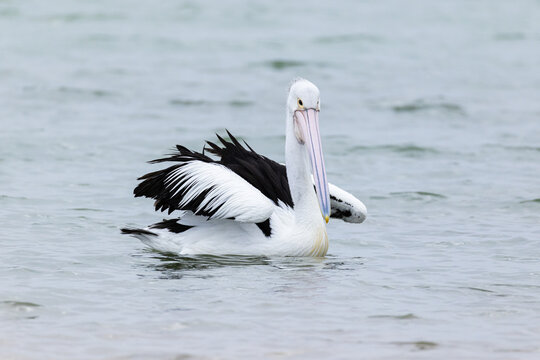 Australian pelican float calmly on still coastal water