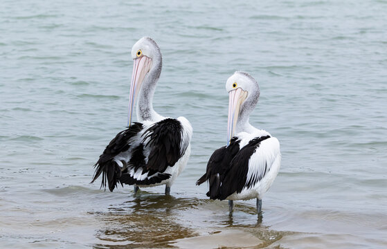 Australian pelicans standing gracefully in shallow coastal water
