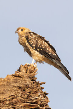 Whistling Kite (Haliastur sphenurus) perched on tree stump