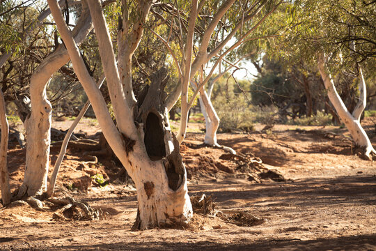 Gnarled old gums in a dry creek bed