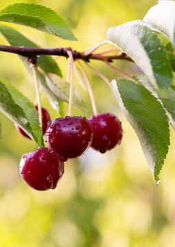 Cluster of dark ripe cherries hanging from tree branch