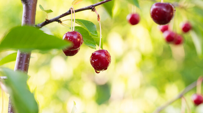 Ripe cherries hanging from branch with sunlit green leaves