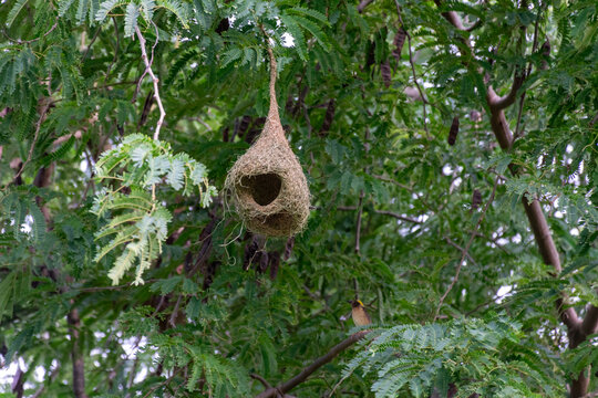 An Asian golden weaver perches below its hanging woven nest among dense green branches