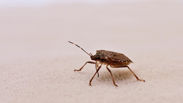 Close-up of a brown stink bug moving on a surface