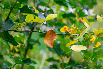 A single brown leaf hangs from branch among green yellow leaves flowers softly blurred behind it © NongEngEng
