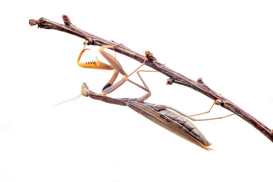 European praying mantis or Saint Teresa hanging from a branch.