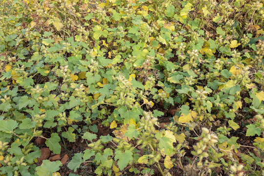 Xanthium strumarium. Common burdock plants with fruit in autumn.
