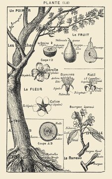 Pear tree, vintage illustration showing branches, trunk, roots, fruit and flowers with parts labeled in French, old vintage illustration, 1897