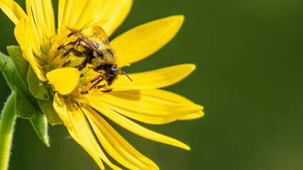 Macro view of a bumblebee gathering pollen on a bright yellow flower © cb.outside
