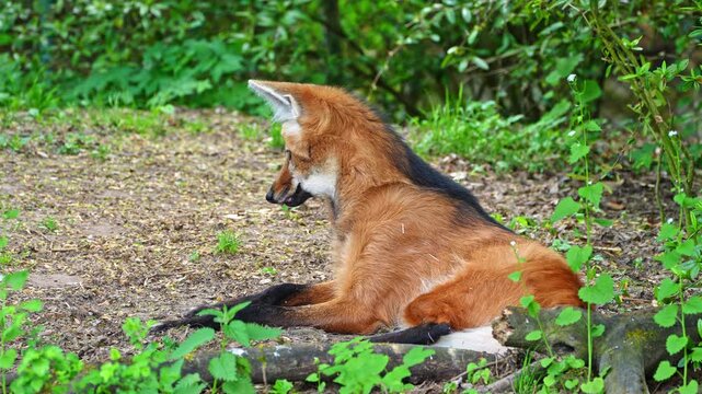 The Maned Wolf, Chrysocyon brachyurus is the largest canid of South America