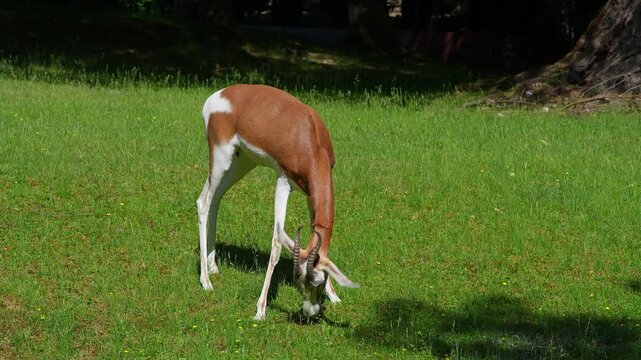 Dama gazelle, Gazella dama mhorr or mhorr gazelle is a species of gazelle. Lives in Africa in the Sahara desert and the Sahel, browses on desert shrubs and acacia and it eats rough grasses in drought