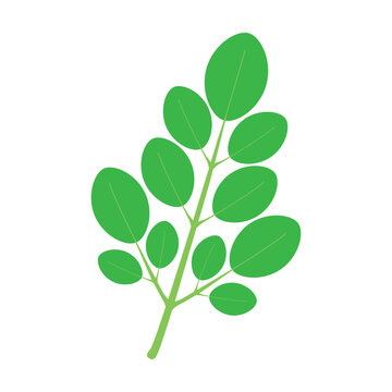 Moringa leaf extract skincare ingredient vector icon illustration