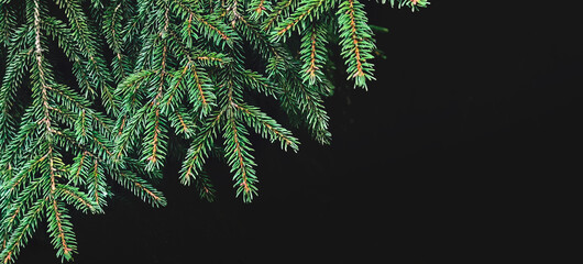 Obraz premium Real dark green spruce branches in a dense needle texture against a black background. Pairs with a clean and modern christmas banner and holiday card aesthetic.