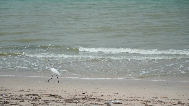 Graceful white egrets stand in shallow, wavy water near a littered beach, the elegant egrets navigate a shoreline strewn with plastic waste and debris, highlighting environmental concerns.
