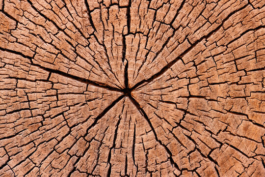 Cracked wood cross section texture with tree growth rings