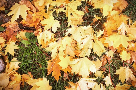 Vibrant layer of bright yellow autumn leaves covers the ground, interspersed with patches of green grass, embodying the essence of fall.