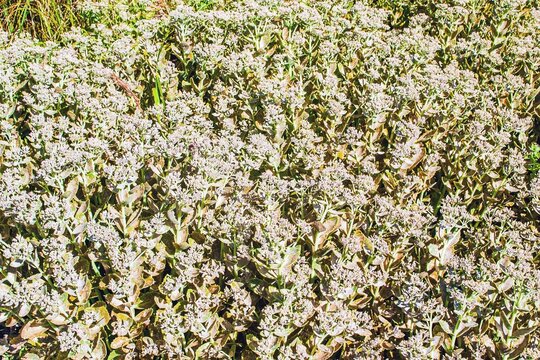 Dense cluster of small white flowers with green leaves covers the ground, creating a vibrant and textured plant tapestry under sunlight.