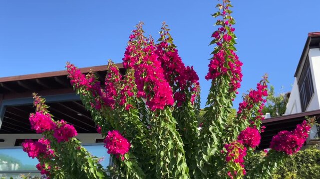 A vibrant bush of bright magenta bougainvillea flowers framing the modern roofline and balcony of a Mediterranean villa under a blue sky.