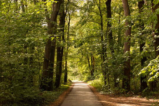 Chemin dans une for&ecirc;t ensoleill&eacute;e bord&eacute; de grands arbres verts