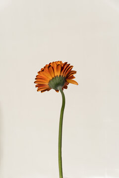 Close-up of an Orange Gerbera Flower