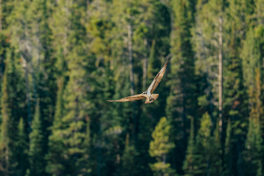 Bird of prey grasps a fish in its talons above dense evergreens.