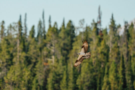 Bird of prey banks in flight above evergreen forest.