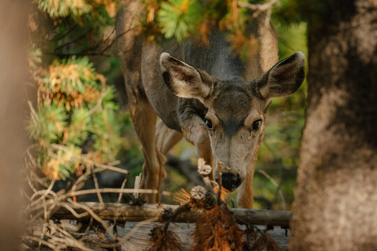 Wild deer looks through evergreen branches in a forest.