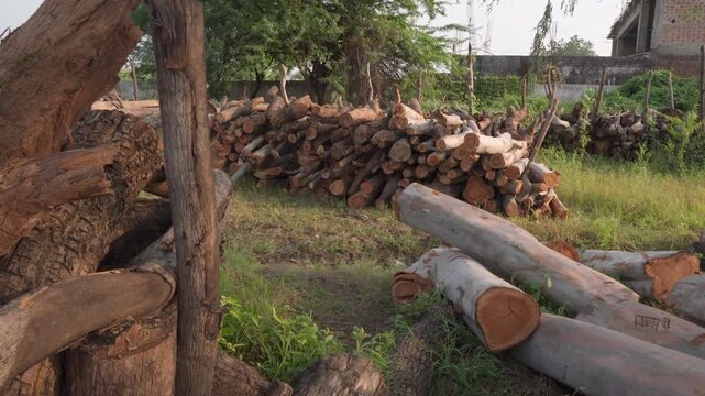 Large pile of cut timber logs and tree trunks as the camera slowly tilts down toward the sawn wood and ground